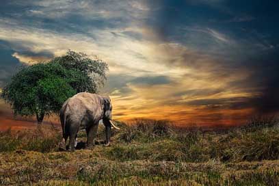Elephant Animal Safari Mammal Picture