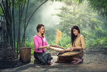 Rice Harvest Sitting Women Picture