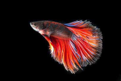 Fighting-Fish Battle Three-Color Fish Picture