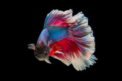 Fighting-Fish Battle Three-Color Fish Picture