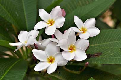 Flowers Plumeria-Alba White Frangipani Picture