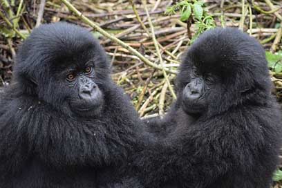 Mountain-Gorilla Baby Wildlife Uganda Picture