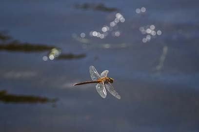Water Dragonfly Lake River Picture