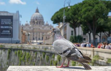 The-Vatican Nature Bird Dove Picture