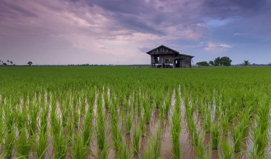 Landscape Rice-Field Cottage Beautiful