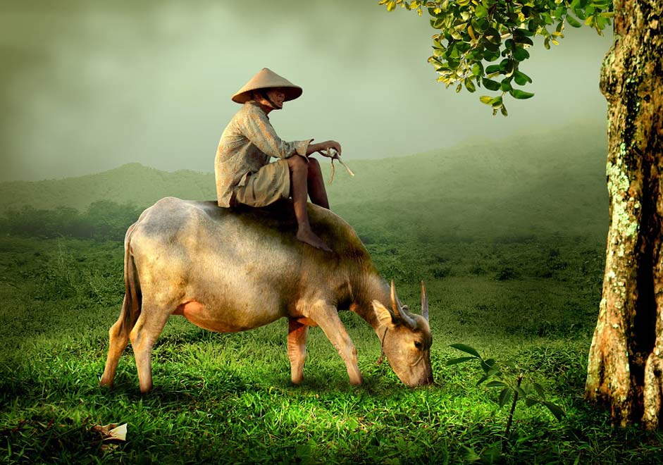 Asia Man Riding Cow