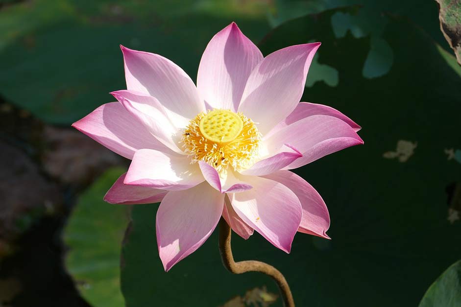 Water-Lily Asia Vietnam Lotus