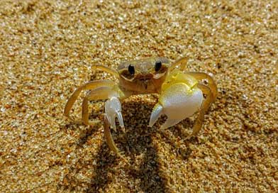 Crab Water Outdoor Vietnam Picture