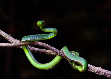 Wildlife Vietnam Hue Snakes-Record Picture