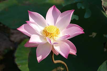 Lotus Water-Lily Asia Vietnam Picture