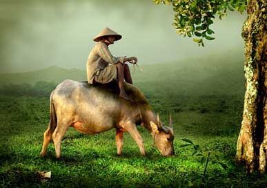 Cow Asia Man Riding Picture