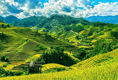 Rice-Terraces Yen-Bai Mu-Cang-Chai Rice-Fields Picture
