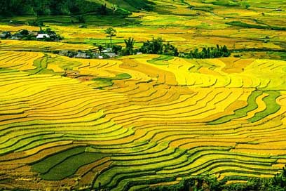Rice-Terraces Fields Paddy Rice-Fields Picture