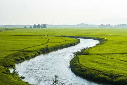 Country River Rice Nature Picture
