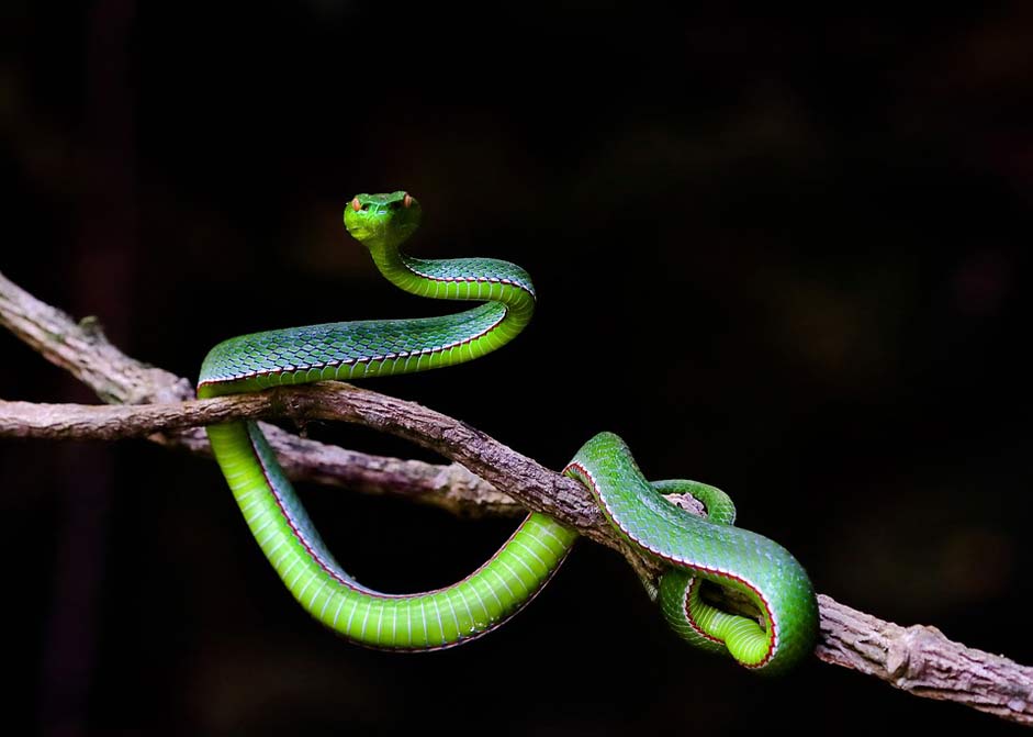 Vietnam Hue Snakes-Record Wildlife