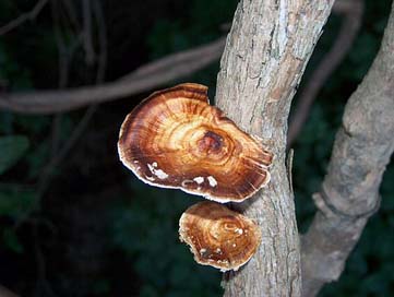 Zambia Wild Fungus Africa Picture