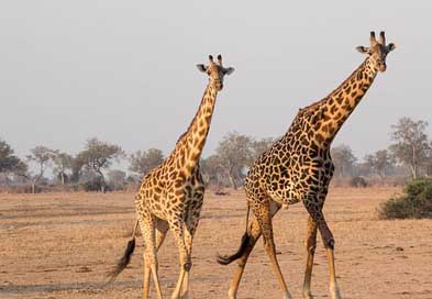Girafe Giraffe Animal Africa Picture