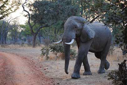 Elephant National-Park South-Luangwa Zambia Picture