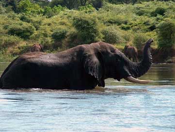 Elephant Africa Zambezi Zambia Picture