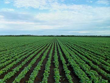 Soybean-Field Agriculture Field Farming Picture