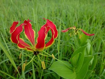 Flame-Lily Lily Flower Gloriosa-Superba Picture