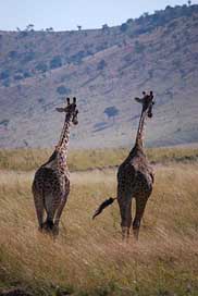 Giraffe  Zambia Africa Picture