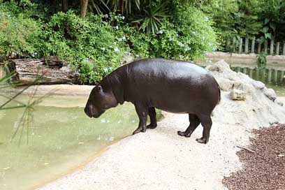 Hippopotamus Mouth Large Wildlife Picture
