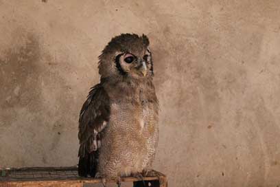 Owl Bird Animals Zambia Picture
