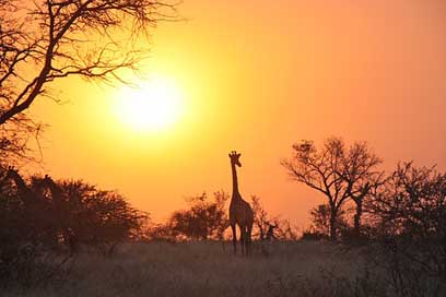 Giraffe Wildlife Safari Africa Picture