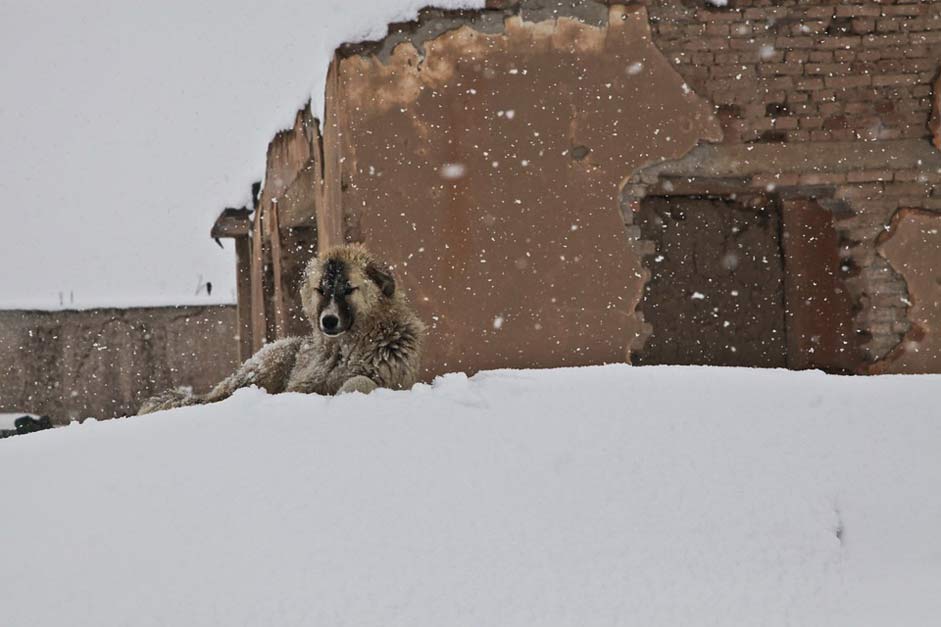 House Snow Winter Dog