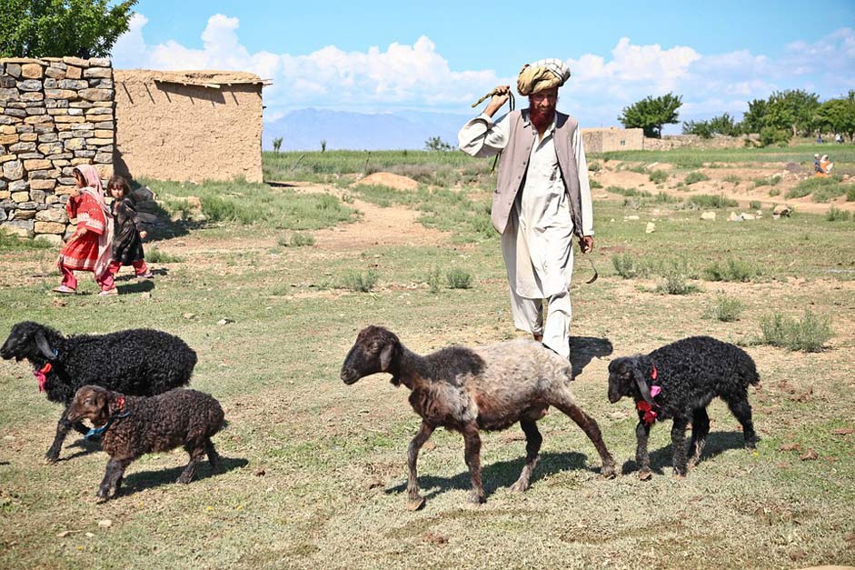 Children Man Sheep Shepherd