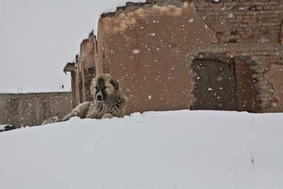 Dog House Snow Winter Picture