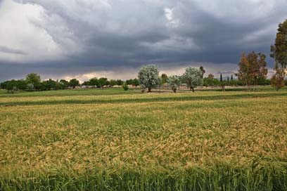 Storm Fields Windstorm Wind Picture