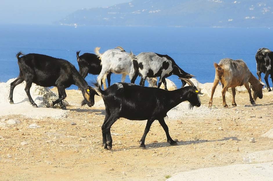 Holding Albania Herd Goats