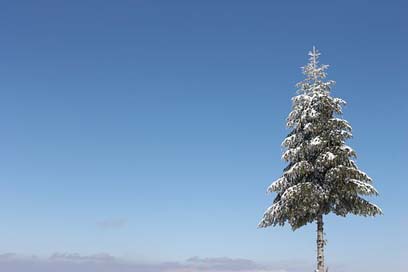Tree Albania Dardhe Sky Picture
