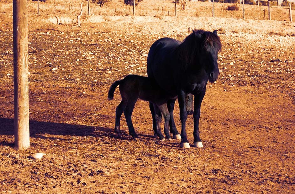 Female Black Horses Animal-World
