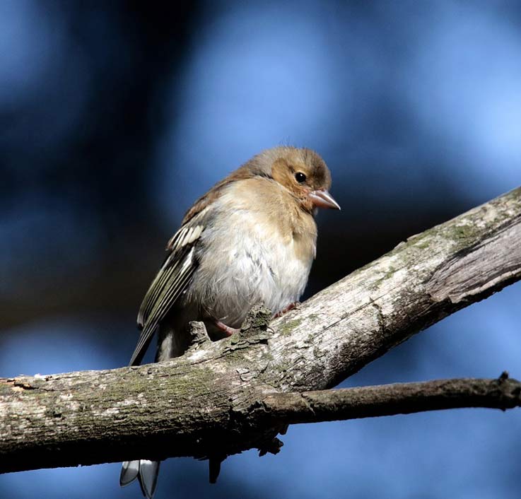 Finch Andorra Female Chaffinch