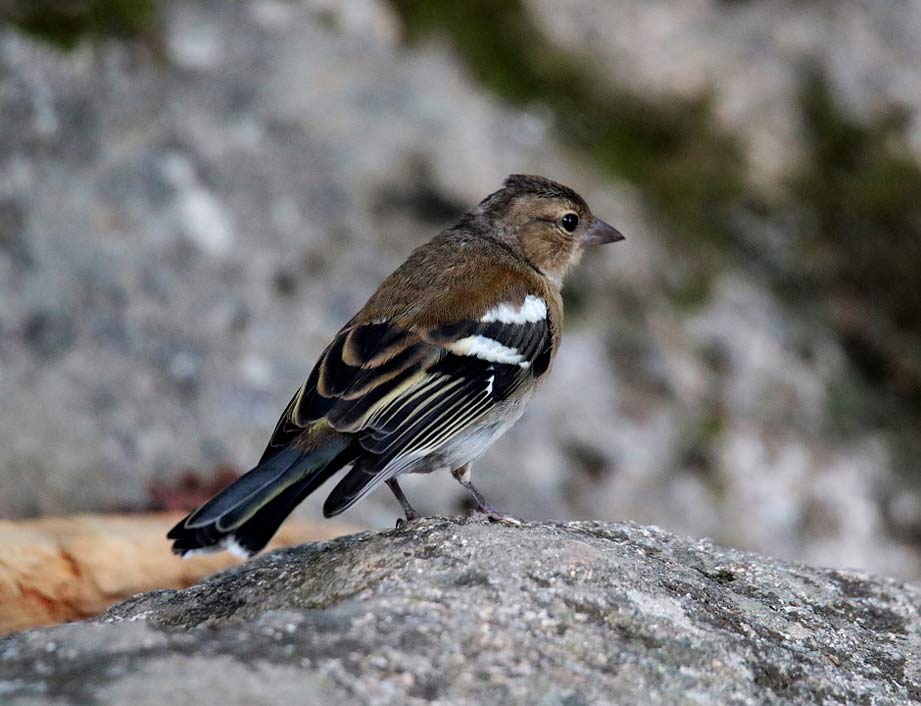 Bird Andorra Female Chaffinch