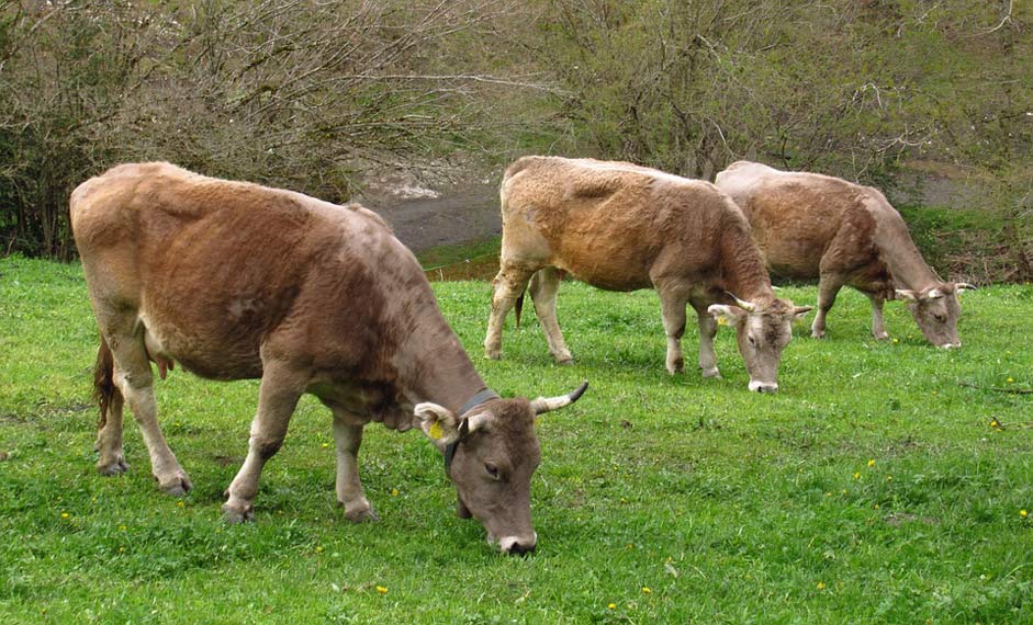 Nature Andorra Grass Cows