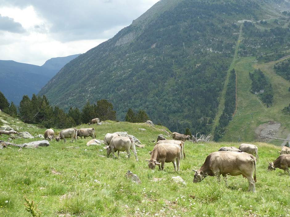  Andorra Mountain Cows