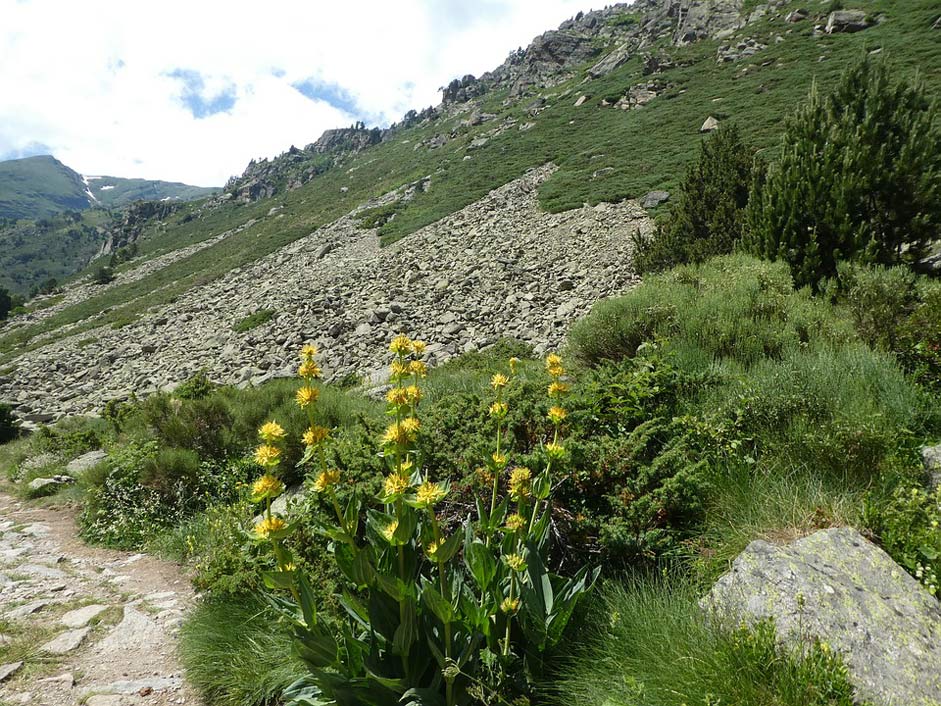Andorra Landscape Mountain Flowers