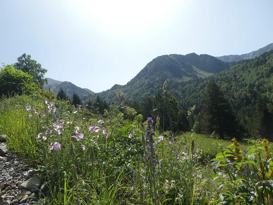 Andorra Mountain Trees Flowers