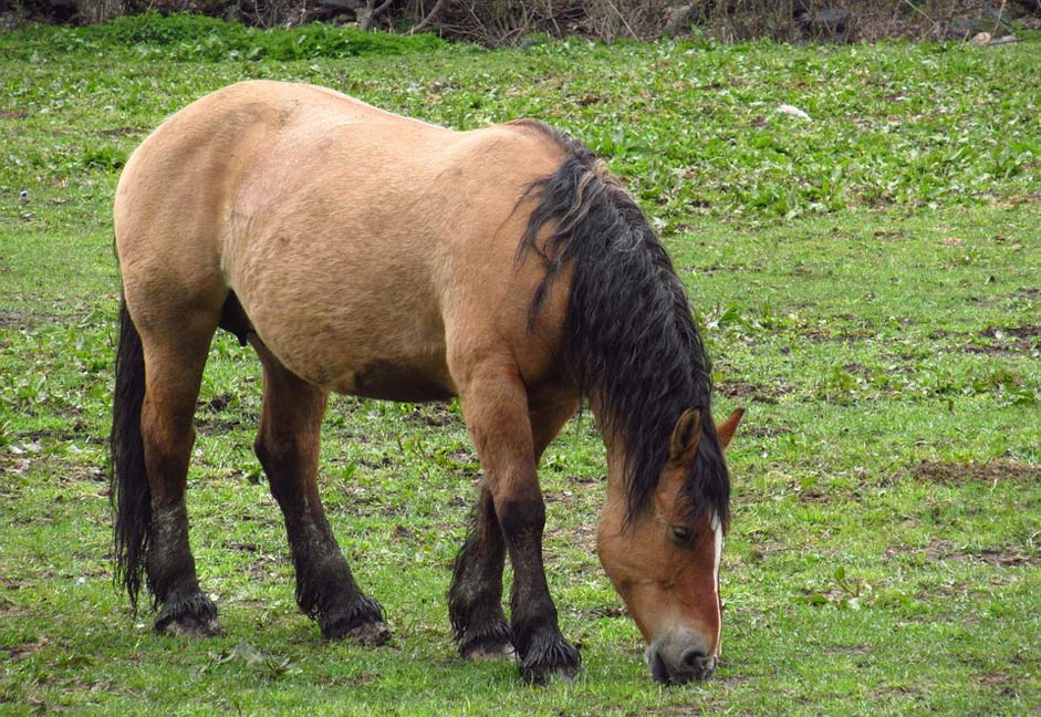 Horses Andorra Nature Horse