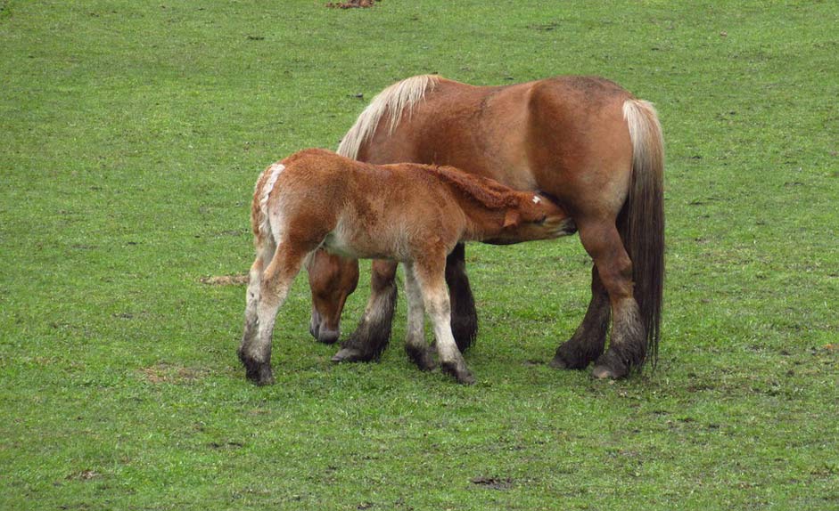 Nature Mammal Feeding Horses