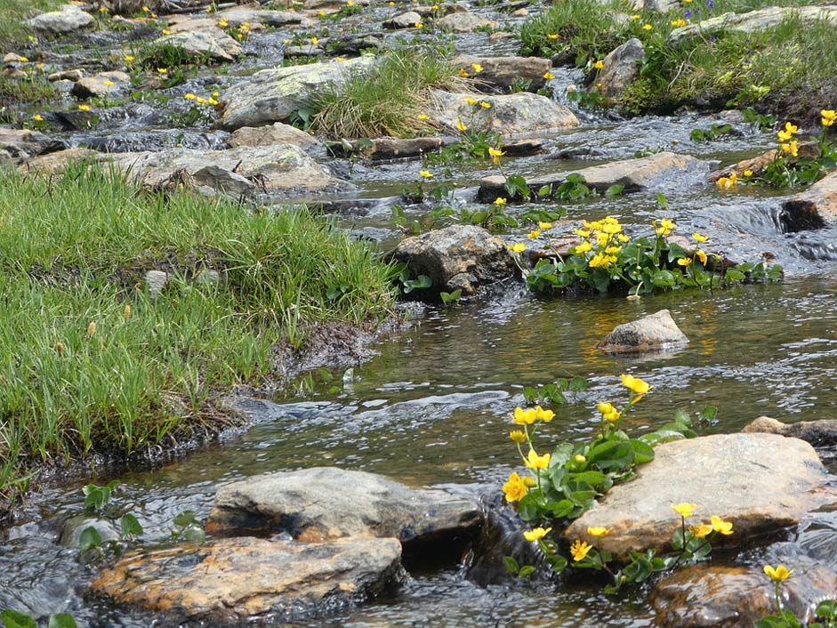 Andorra Flowers Mountain River