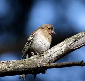 Chaffinch Finch Andorra Female Picture
