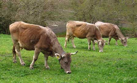 Cows Nature Andorra Grass Picture