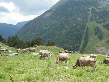 Cows  Andorra Mountain Picture