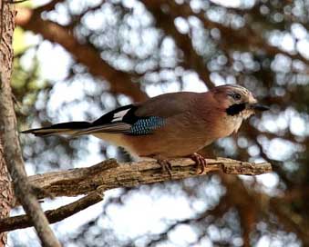 Eurasian-Jay Nature Bird Andorra Picture