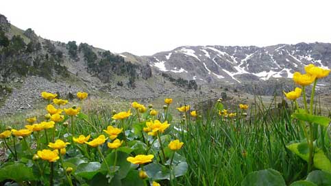 Andorra Holiday Mountains Flowers Picture